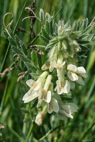 Atlas: vicia pannonica 1