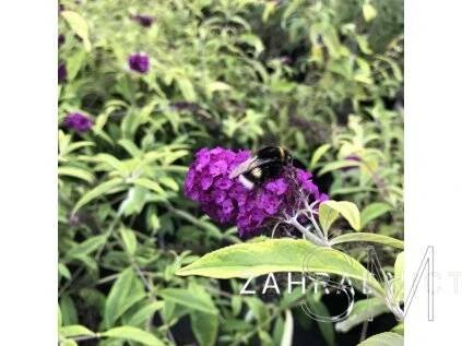 Buddleja davidii 'Santana'  Komule davidova 'Santana'