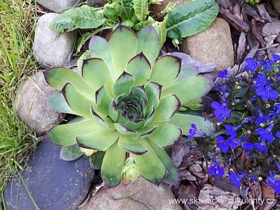 Netřesk střešní - Sempervivum tectorum