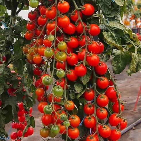 Rajče Charmant F1 – Solanum lycopersicum – prodej semen rajčat