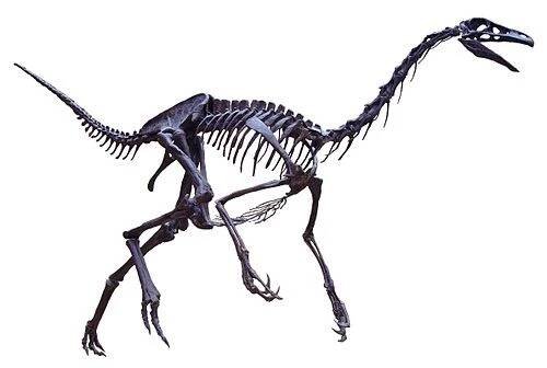 Theropoda - Wikipedia