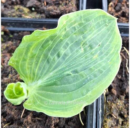 Hosta 'Frances Williams' (K11)