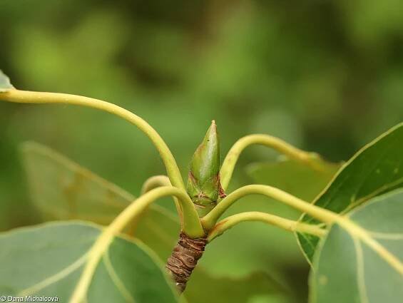 Populus balsamifera – topol balzámový