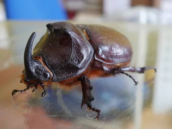 Obrázek - Oryctes nasicornis (nosorožík kapucínek) | BioLib.cz