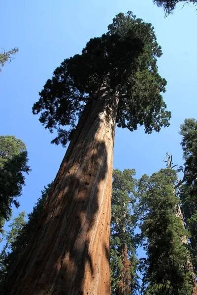 Národní park Sequoia v Kalifornii, USA — Stock obrázek