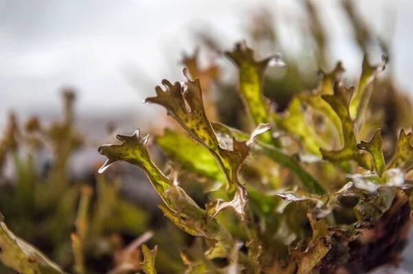 Iceland moss (Cetraria islandica)