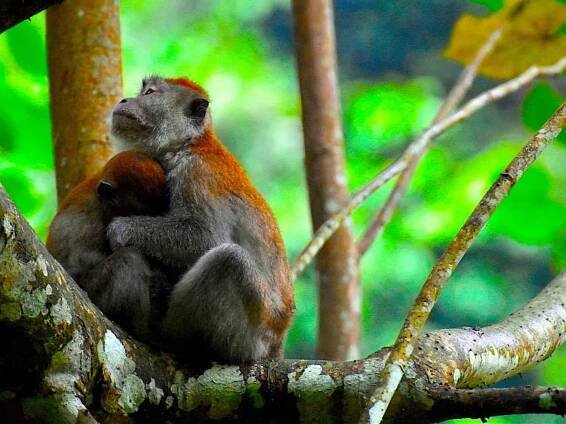 Sumatra Highlights - Bukit Lawang Lake Toba - Sumatra EcoTravel