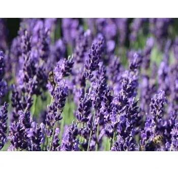 Levandule úzkolistá 'Hidcote Blue' - Lavandula angustifolia 'Hidcote Blue' Balení: kontejner p11