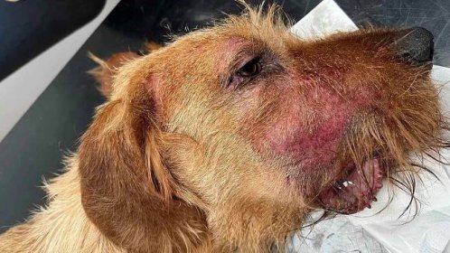 Na hlavě nemocného psa lze pozorovat viditelná poranění kůže po úmorném škrábání