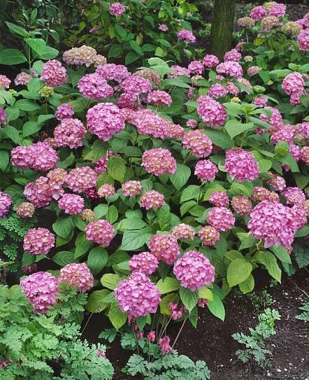 Hydrangea macrophylla ´Bouquet Rose´ , Hortenzie velkolistá , C2