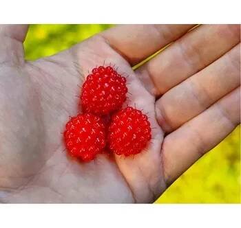 Maliník RASPBERRY TOWER - červený, stáleplodící