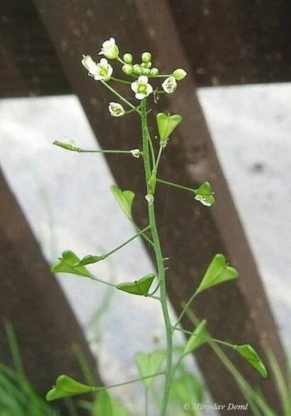 Capsella bursa-pastoris - kokoška pastuší tobolka