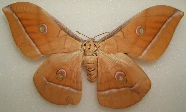 Antheraea pernyi