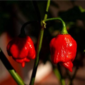 Semena chilli papriček – chilli Trinidad scorpion moruga – Capsicum chinense