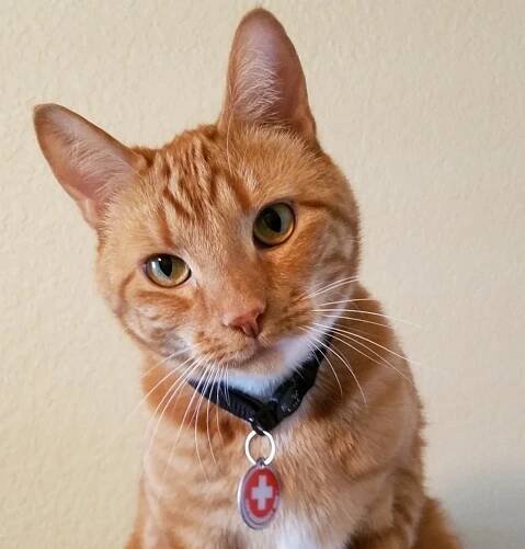 About Arden Moore — Pet First Aid 4U