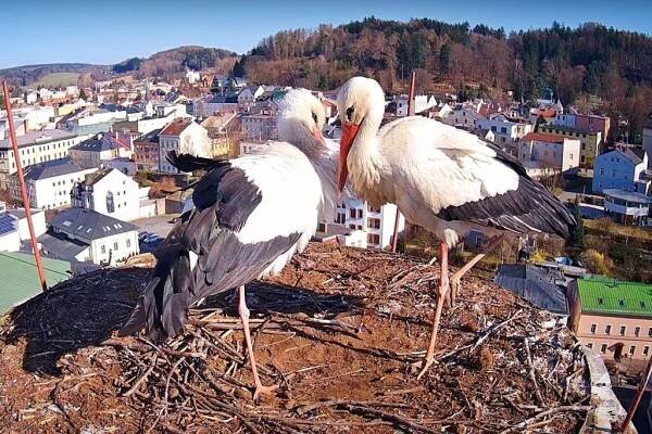 VIDEO: Magda a Matěj jsou doma. Na pivovarský komín se vrátili čápi