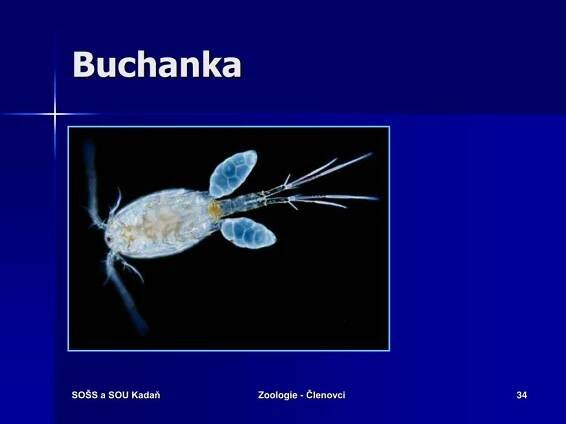 PPT - ZOOLOGIE KMEN: ČLENOVCI PowerPoint Presentation, free download - ID:542304