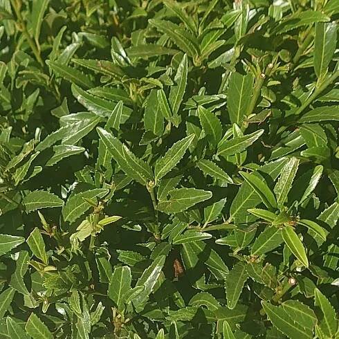 Prunus laurocerasus 'Sofia'.