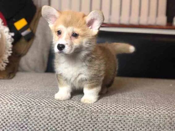 Štěňata Welsh Corgi na prodej - foto 2