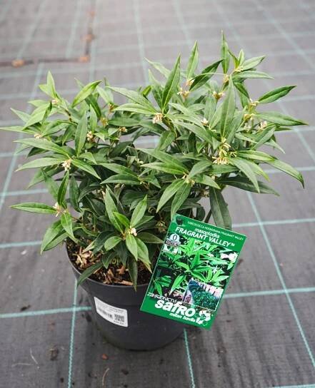 Sarcococca hookeriana 'Sarsid1' FRAGRANT VALLEY™ - Havlis.cz