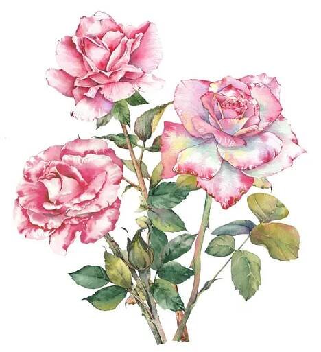 Akvarel ilustrace růžové růže květiny. Ručně malované botanické klipy. Ideální pro svatební pozvánky, branding, karty, scrapbooking a další kreativní designové projekty. — Stock obrázek