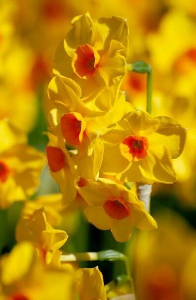 Narcis taceta Golden Dawn (mnohokvětý, oranžovo-žlutý)