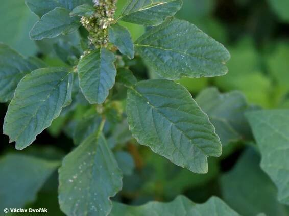 Amaranthus blitum - laskavec hrubozel | Amaranthaceae - laskavcovité | Natura Bohemica