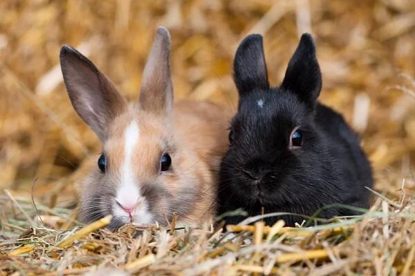 Králík: chov & tipy