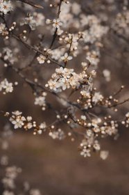 Bezplatný obrázek: Jarní čas, Kvetoucí třešeň, poupě, větvička, pobočky, závod, sezóny, příroda, jaro, bylina