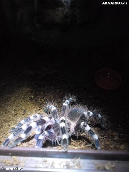 Acanthoscurria geniculata-Sklípkan korálkový - AKVARKO.cz