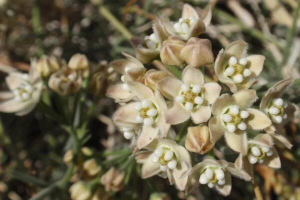Desert Milkweed. Photo Credit: Tom Hilton, Flickr Creative Commons