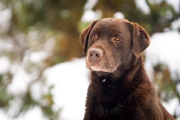Eliot Czech Labradors - Chovatelská stanice labradorských retrieverů