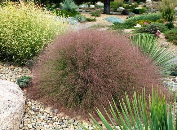 Muhlenbergia reverchonii Undaunted