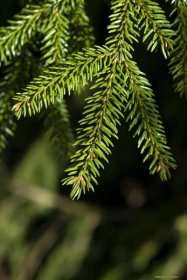Smrk východní Aurea (Picea orientalis), jehlice
