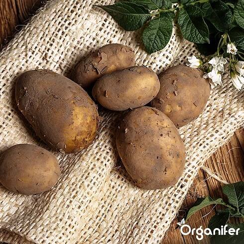 Sadbové brambory Agria 28/35 (5 kg) - Organifer