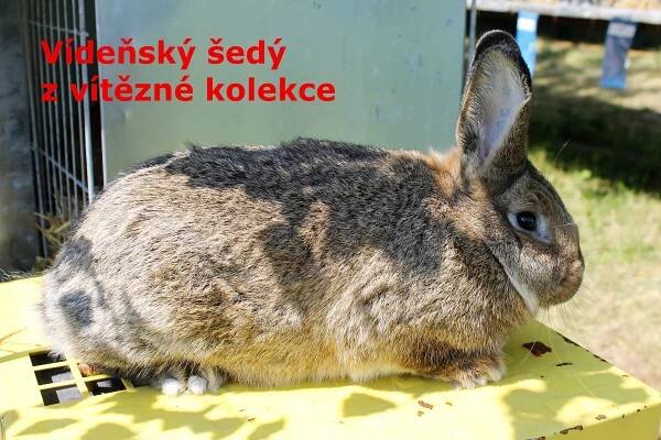 Výstava chovatelů 8. 7.–9. 7. 2017 - Oficiální stránky obce Chlebičov
