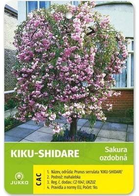 Sakura převislá - KIKU SHIDARE