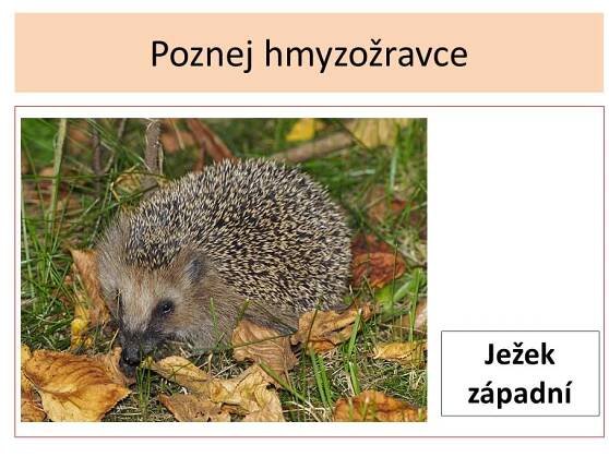 Hmyzožravci – Materiály pro žáky ZŠ