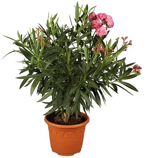 GROW by OBI Oleandr obecný (Nerium oleander) trojbarevný, pr. kv. 19 cm nakoupit u OBI