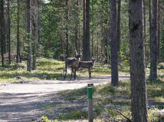 Sobi, Oulanka, Finsko