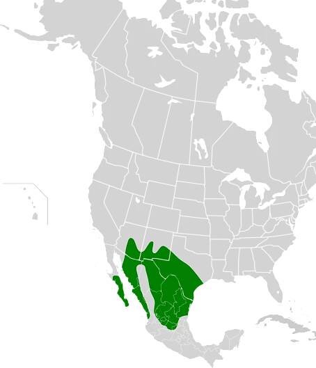 Soubor:Cardinalis sinuatus map.svg