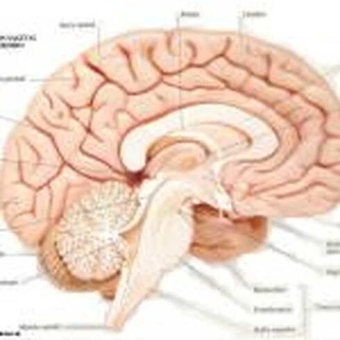 Funkce a části mozkové kůry / Kognitivní psychologie | Psychologie, filozofie a myšlení o životě.