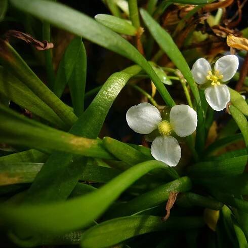 Überwasserform von Sagittaria subulata