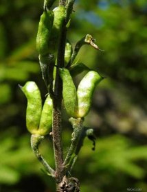 Oměj šalamounek (Aconitum plicatum), plody, plodenství