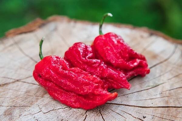 7 Pot Barrackpore | Chilli semena | Chilli semena | Chilli semínka | Chilli omáčky | GOROL CHILLI