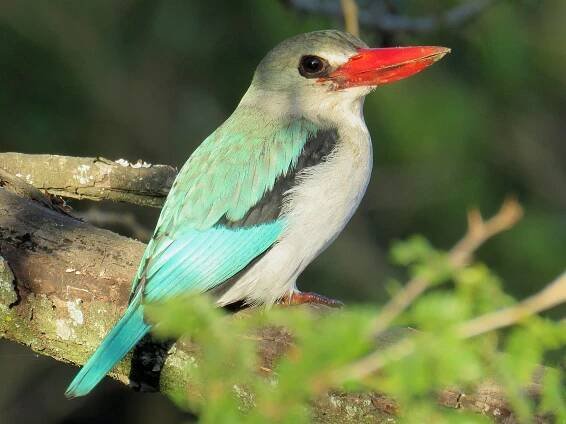 Zululand Birding Route - Eshowe
