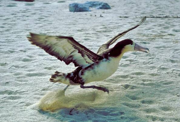 Albatrosovití
