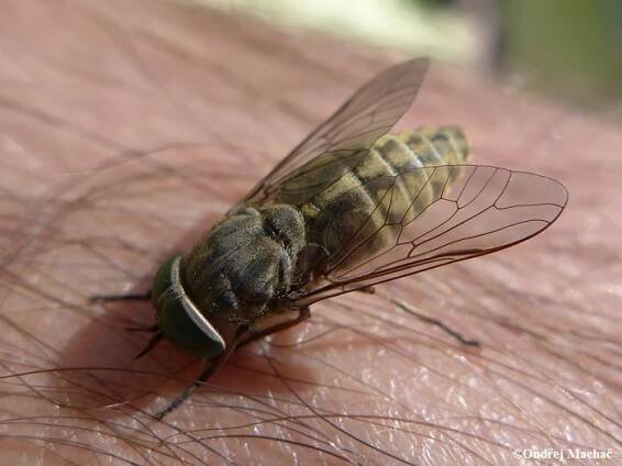 Tabanus bromius - ovád bzučivý | Tabanidae - ovádovití | Natura Bohemica