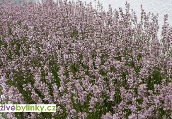 10 ks růžová levandule lékařská (Lavandula angustifolia ́Bee Zee Pink ́)