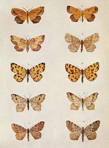 The Moths of the British Isles Second Series/Chapter 10 - Wikisource, the free online library